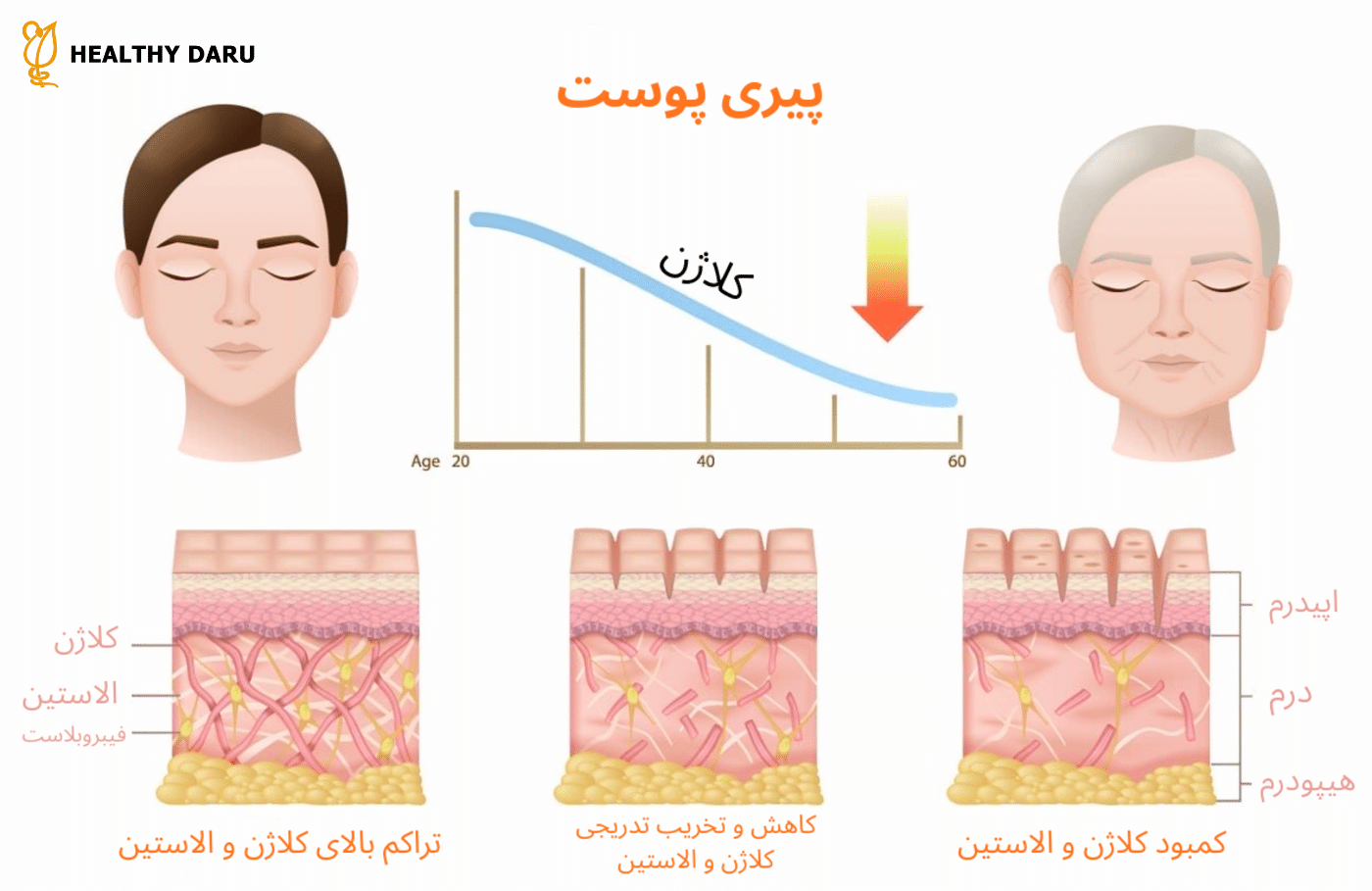 بهترین قرص کلاژن برای چاقی صورت کلاژن: پروتئین ساختاری پوست و استخوان