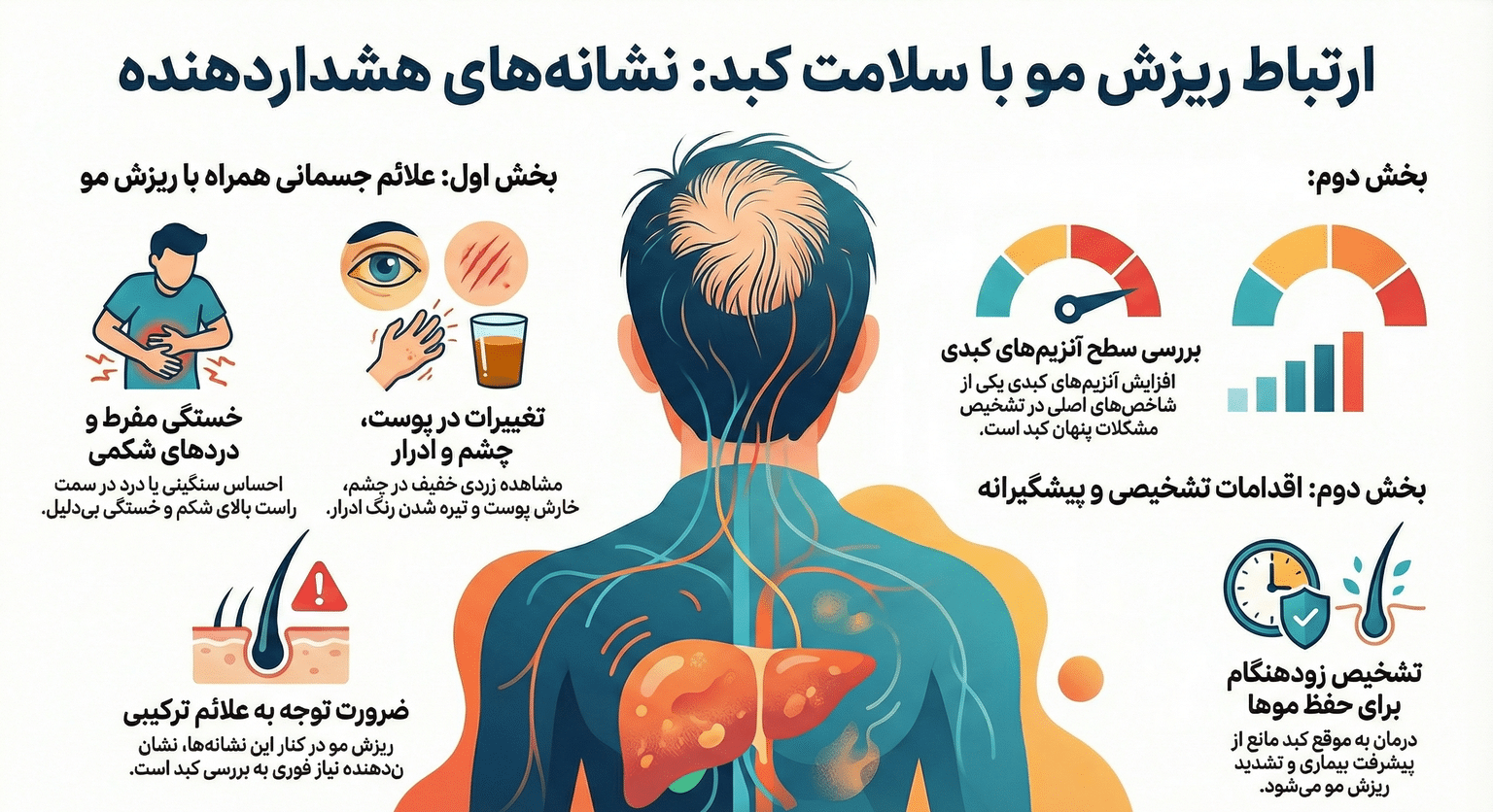 آیا کبد چرب باعث ریزش مو میشود؟ بررسی علمی ارتباط کبد چرب و ریزش مو + راهکارهای درمانی مؤثر کبد چرب